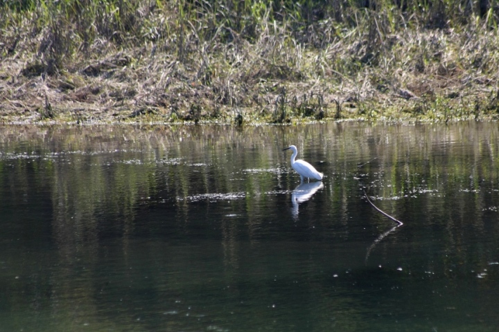 Egretta garzetta